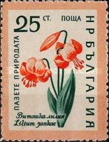 Carniolan Lily (Lilium jankae)