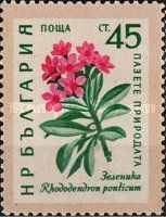 Pontic Alps Rose (Rhododendron ponticum)