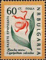 Slipper orchid (Cypripedium calceolus)