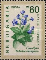 Rhodope Violets (Haberlea rhodopensis)