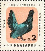 Western Capercaillie (Tetrao urogallus)