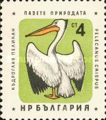 Dalmatian Pelican (Pelecanus crispus)