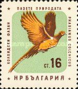 Common Pheasant (Phasianus colchicus)