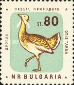 Great Bustard (Otis tarda)