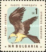 Bearded Vulture (Gypaetus barbatus)