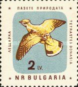 Hazel Grouse (Tetrastes bonasia)