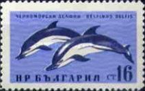 Common Dolphin (Delphinus delphis)