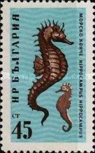 Short-snouted Seahorse (Hippocampus hippocampus)