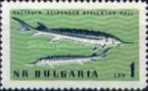 Starry Sturgeon (Acipenser stellatus)