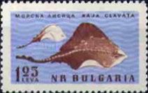 Thornback Ray (Raja clavata)