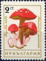 Caesar's Mushroom (Amanita caesarea)