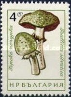 Small blood mushroom