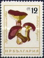 Suillus grevillei