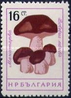 Cep (Boletus edulis)