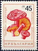 Milk Cap (Lactarius deliciosus)