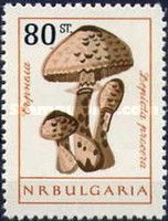 (Macrolepiota procera)