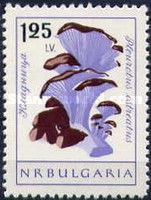 Oyster Mushroom (Pleurotus ostreatus)