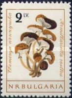 Armillaria (Armillariella mellea)