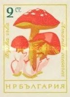 Caesar's Mushroom (Amanita caesarea) Imperforate