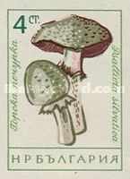 Small blood mushroom (Agaricus silvaticus)