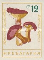 (Suillus grevillei)