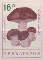 Cep (Boletus edulis)