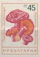 Milk Cap (Lactarius deliciosus)