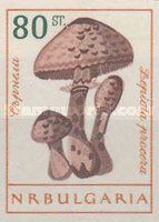 Macrolepiota procera)