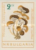 Armillaria (Armillariella mellea)