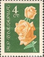 Yellow roses