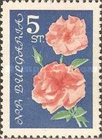 Pink roses