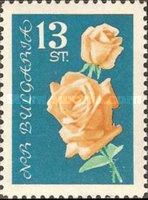 Yellow roses