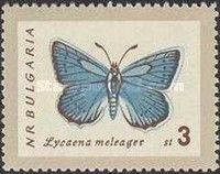 Meleager's Blue Lycaena daphnis)