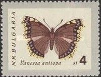 Camberwell Beauty (Nymphalis antiopa)