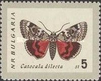 Crimson underwing (Catocala dilecta)