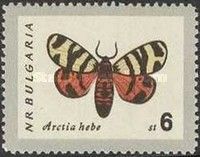Hebe Tiger Moth (Arctia hebe)