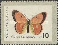 Danube Clouded Yellow (Colias myrmidone)