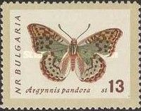 Cardinal (Argynnis pandora)
