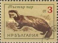 European Polecat (Mustela putorius)
