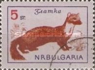 Pine Marten (Martes martes)