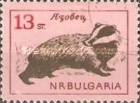 European Badger (Meles meles)