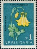 Aquilegia aurea
