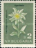Edelweiss (Leontopodium alpinia)