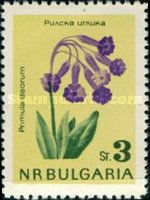 Rila Primrose (Primula deorum)
