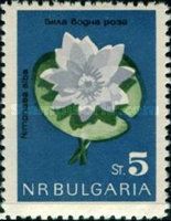 White Water Lily (Nymphaea alba)