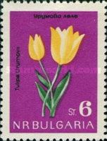 Wild Tulip (Tulipa urumovii)