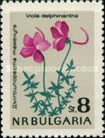 Larkspur Violet (Viola delphinioides)