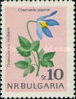Alpine Clematis (Clematis alpina)