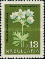 (Anemone narcissiflora)