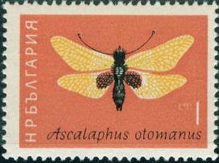 Owlfly (Ascalaphus otomanus)
